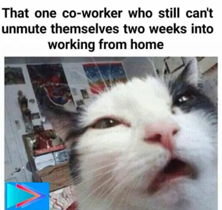 A white cat with its mouth open
Description automatically generated